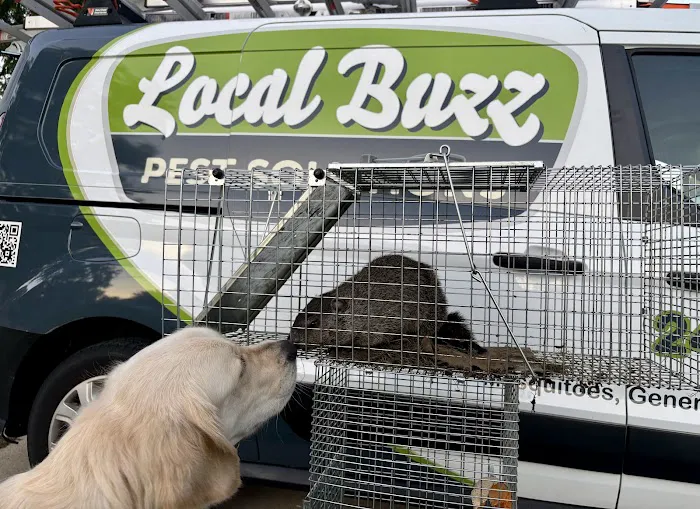 Local Buzz Pest Solutions Picture 5