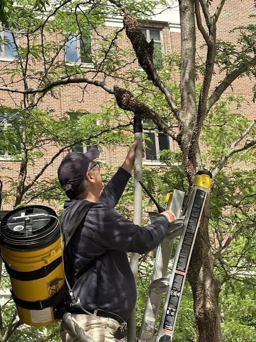 Local Buzz Pest Solutions Picture 3