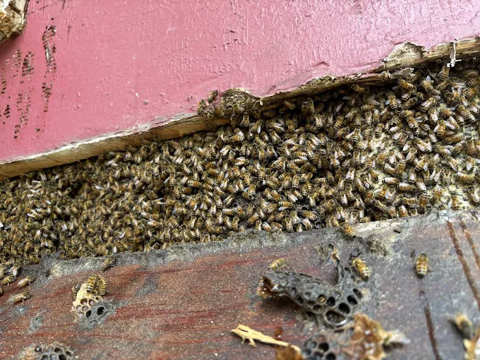 Local Buzz Pest Solutions Picture 7
