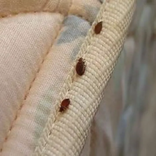 Bed Bug Exterminator Detroit Picture 9