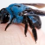 Bed Bug Exterminator Detroit