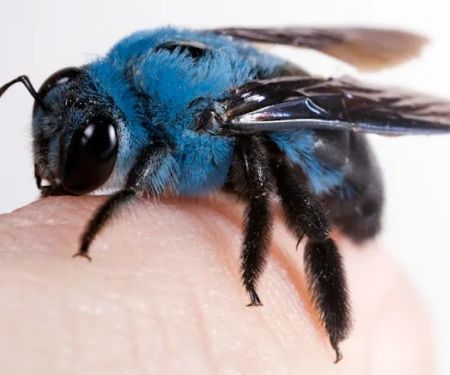 Bed Bug Exterminator Detroit