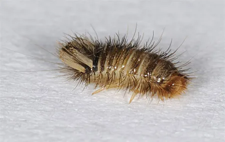 BTR Pest Control Picture 4