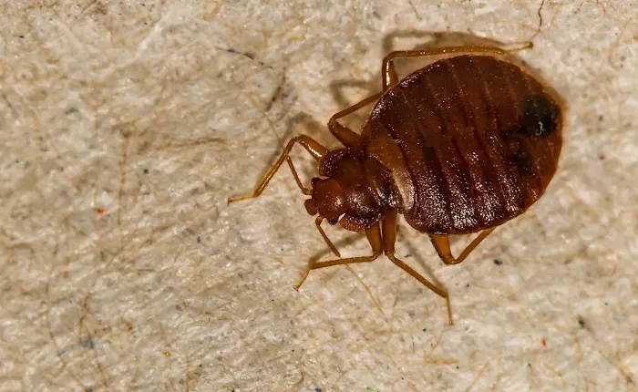 BTR Pest Control Picture 10