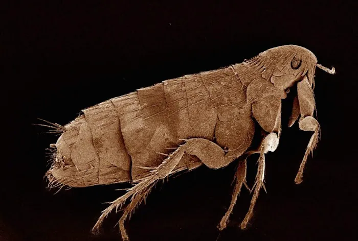 BTR Pest Control Picture 3