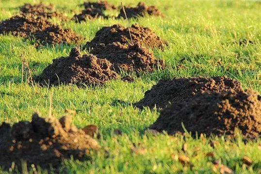 BTR Pest Control Picture 6