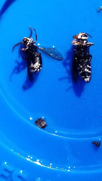 BTR Pest Control Picture 2