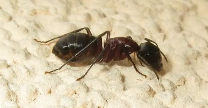 Solidified Pest Control Picture 1