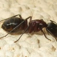 Solidified Pest Control ico