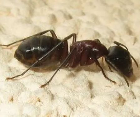 Solidified Pest Control