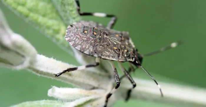 Solidified Pest Control Picture 7
