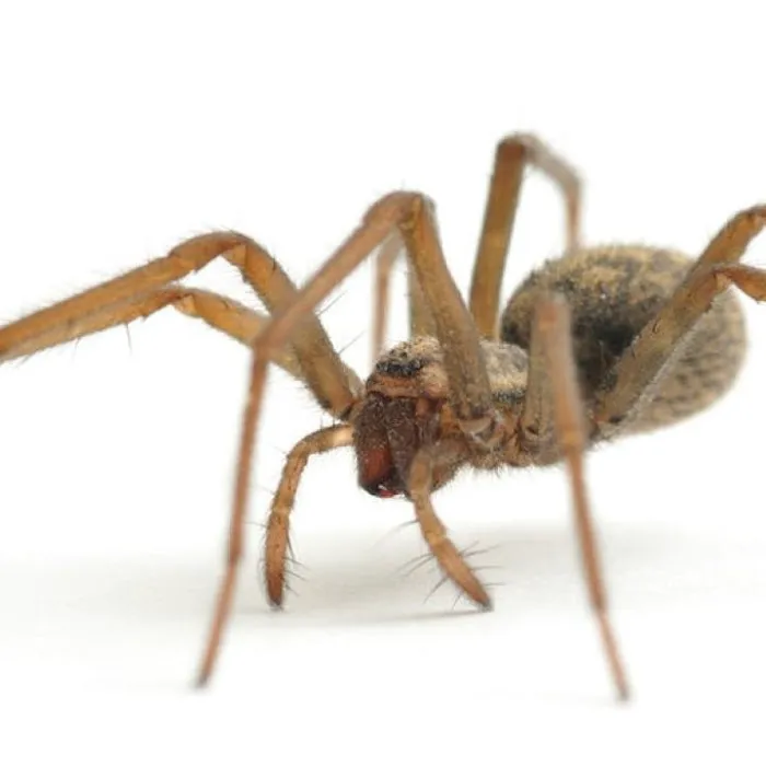 Solidified Pest Control Picture 9