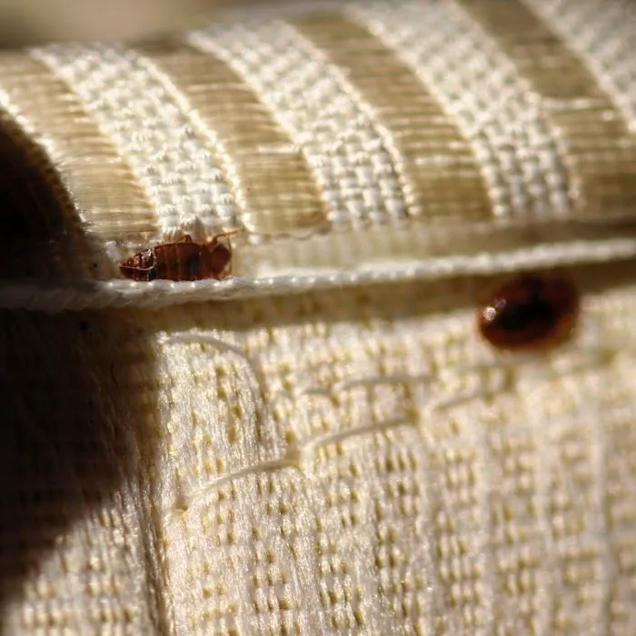 Pest City USA Picture 4