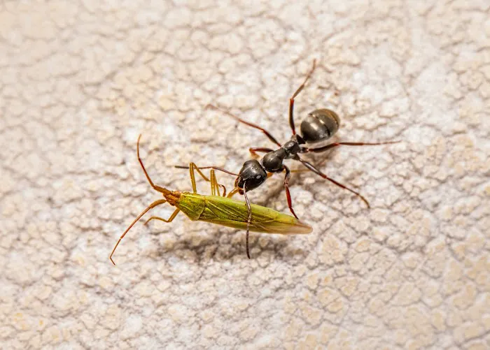 Pest City USA Picture 6