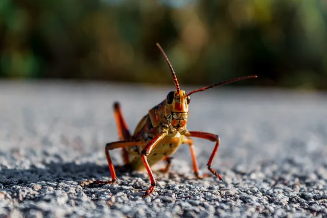 Pest City USA Picture 1
