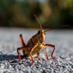 Pest City USA