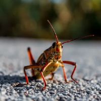 Pest City USA ico