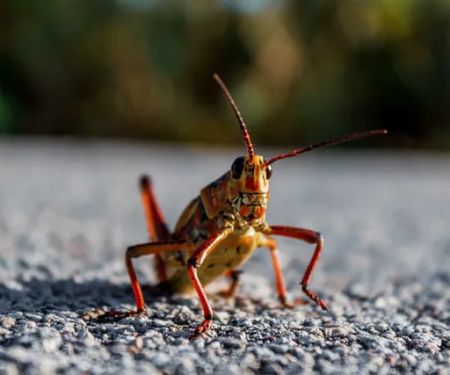Pest City USA