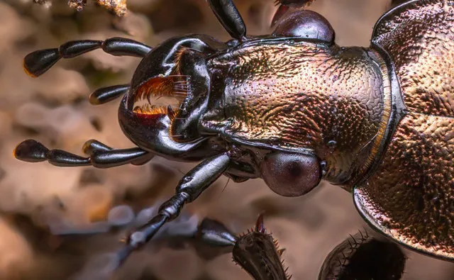 Pest City USA Picture 8