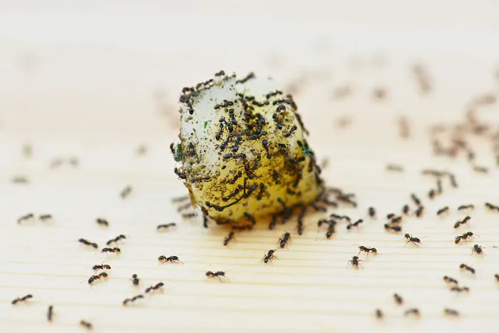 Pronto Pest Management Picture 2