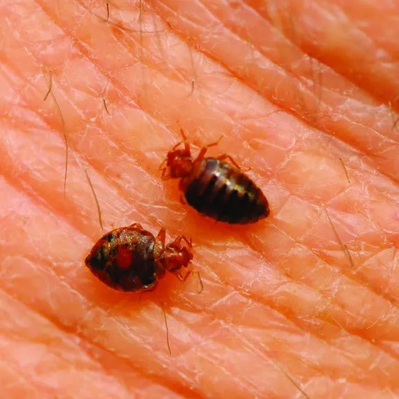 Pronto Pest Management Picture 8