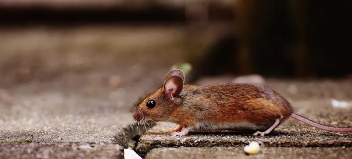 Pronto Pest Management Picture 9