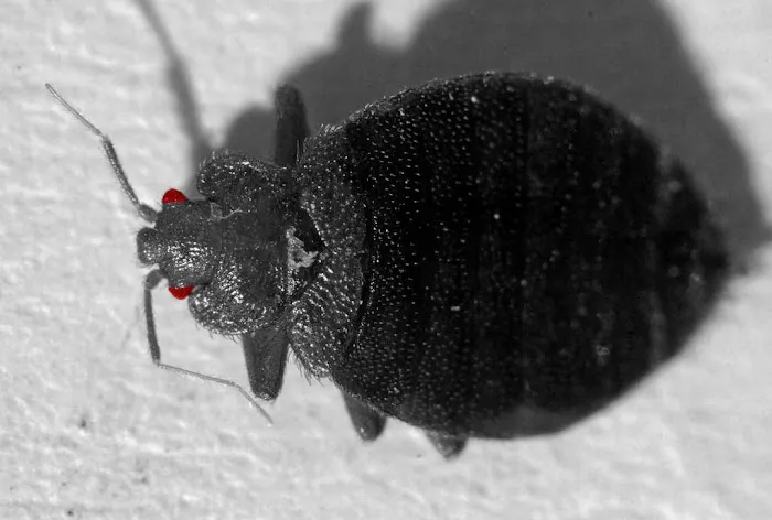 Pronto Pest Management Picture 7