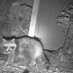 Far Hills Pest Control and Home Services