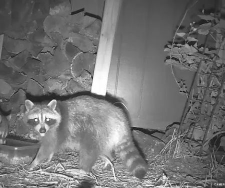 Far Hills Pest Control and Home Services