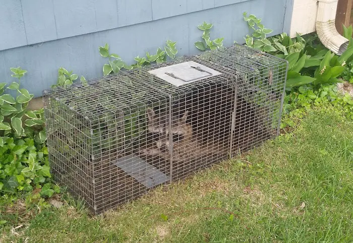 Barnes Wildlife Control Picture 4