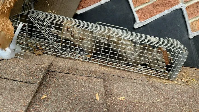 Barnes Wildlife Control Picture 10