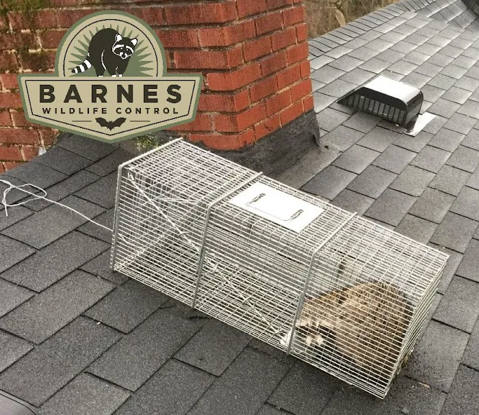 Barnes Wildlife Control Picture 5
