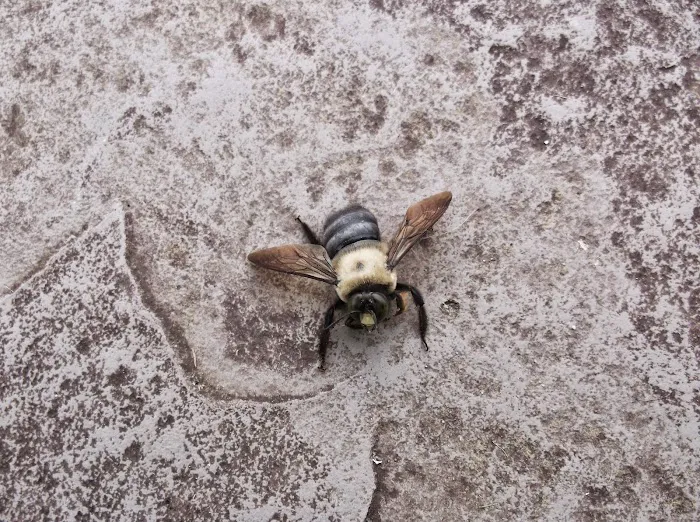 Knight Pest Control Picture 2