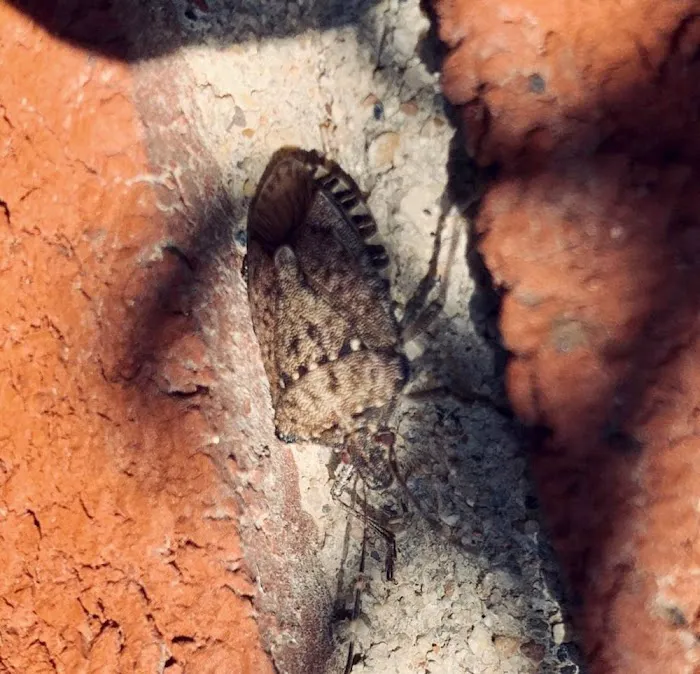 Operation Kills Pest Control Picture 4