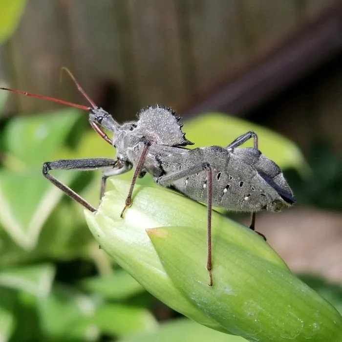 Operation Kills Pest Control Picture 2