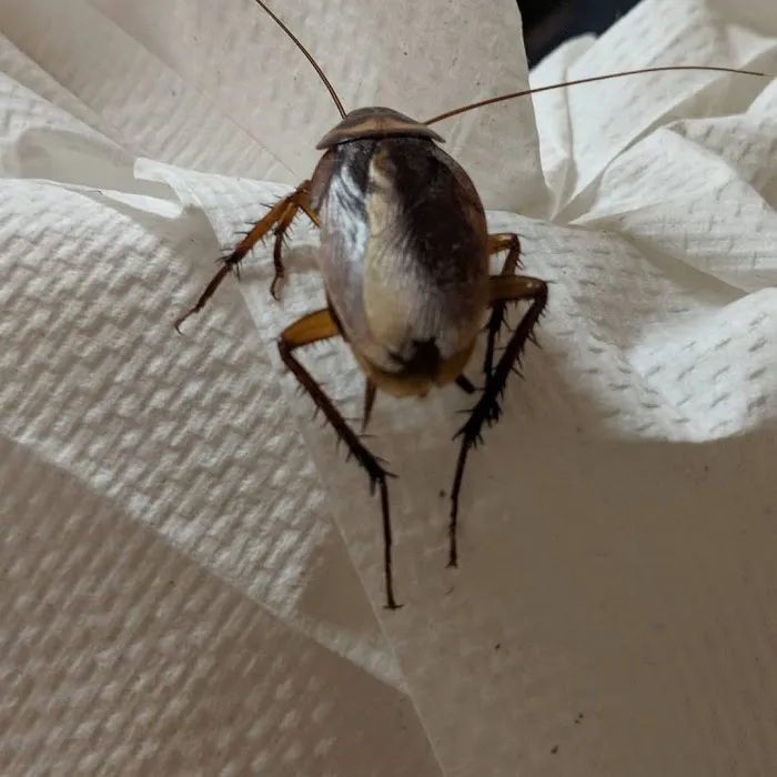 EcoLiving Pest Solutions Picture 2