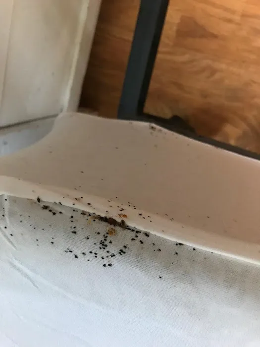 EcoLiving Pest Solutions Picture 4
