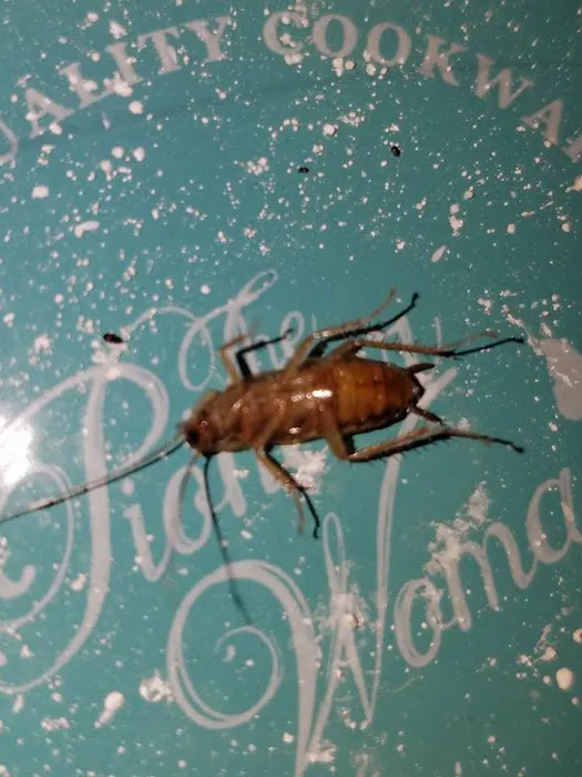 EcoLiving Pest Solutions Picture 5