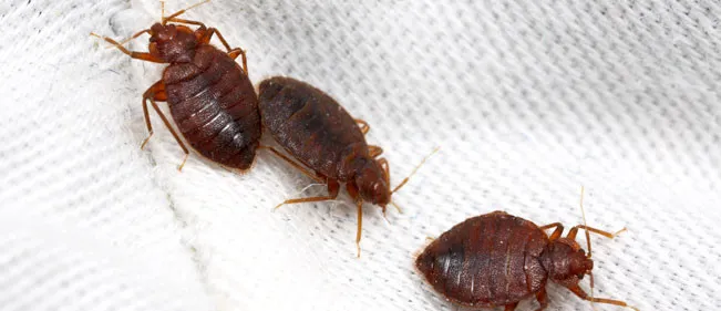 EcoLiving Pest Solutions Picture 3