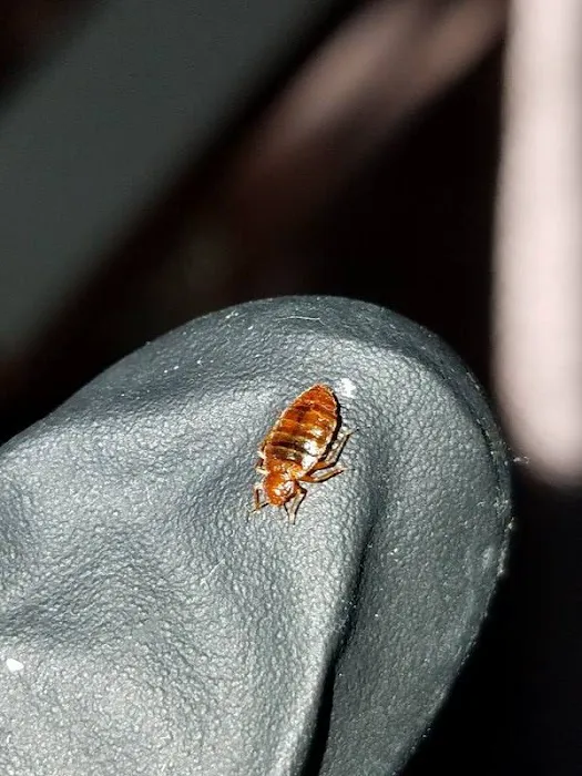 EcoLiving Pest Solutions Picture 6
