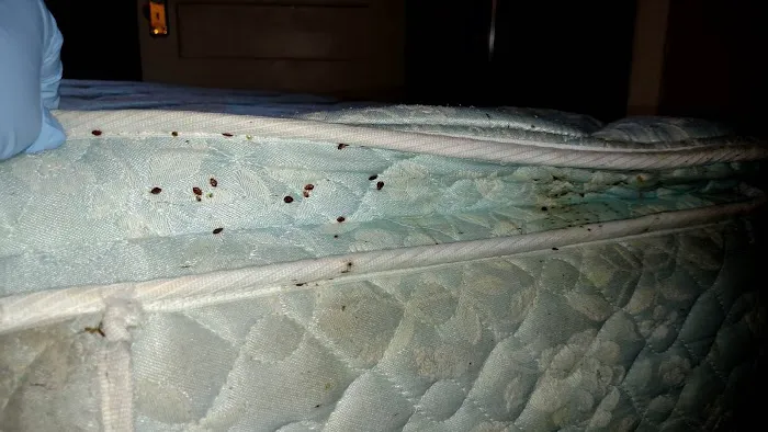 EcoLiving Pest Solutions Picture 8