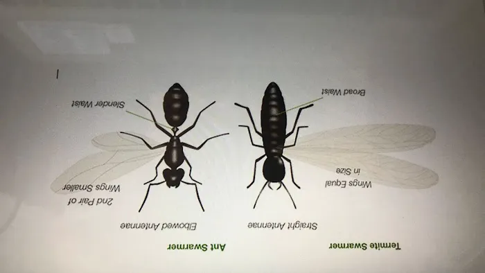 P3-Precision Pest Professionals Picture 1