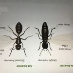P3-Precision Pest Professionals