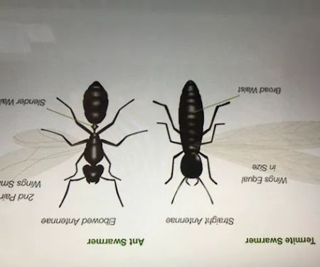 P3-Precision Pest Professionals
