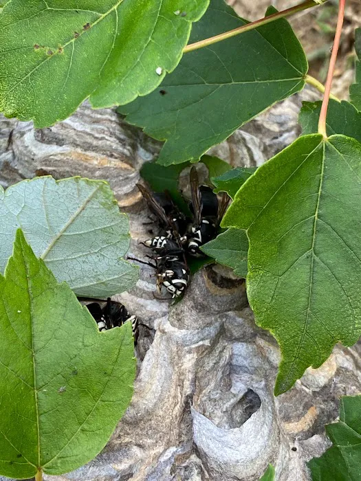 Absolute Pest Management LLC Picture 1