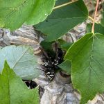 Absolute Pest Management LLC