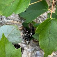 Absolute Pest Management LLC ico
