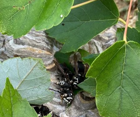 Absolute Pest Management LLC