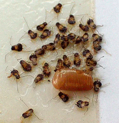 Absolute Pest Management LLC Picture 2