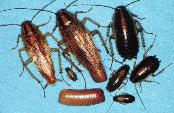 Absolute Pest Management LLC Picture 4